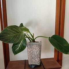 取引予定者決定しました 観葉植物  フィロデンドロン・バーキン