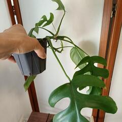 取引予定者決定しました 観葉植物 ヒメモンステラ