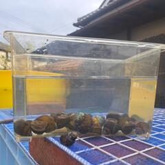 オオタニシ