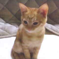 やんちゃで甘えん坊のトラちゃん - 伊予市
