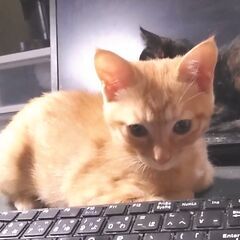 やんちゃで甘えん坊のトラちゃん − 愛媛県