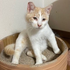 元気いっぱいの茶白の仔猫　ごはん君です！ - 里親募集