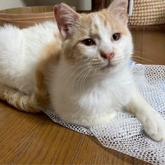 元気いっぱいの茶白の仔猫　ごはん君です！ − 長野県