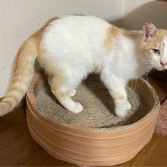 元気いっぱいの茶白の仔猫　ごはん君です！ - 安曇野市