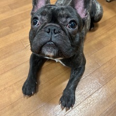 フレンチブル 犬の里親募集 無料であげます・譲ります｜ジモティー