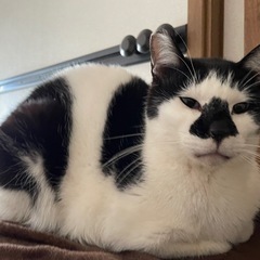 牛柄模様が美しい！！スタイル抜群　トンちゃん - 猫