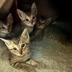 キジ柄4兄弟♂  残り一匹になりました🐈‍⬛⸒⸒⸒⸒🐾❤︎