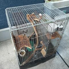 受付、こちらは締め切りました。デグー