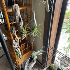 エアプランツ流木付けインテリア