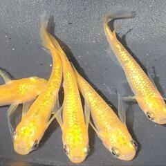 決定🎉✨サンシャイン7匹☀めだかメダカ