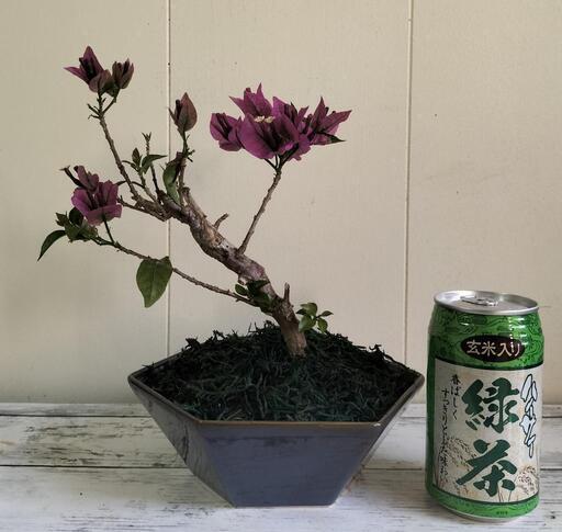 💖Thankyou💖】🌿ブーゲンビレア(藍色6角形陶器鉢）盆栽/植物