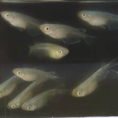 ミユキ　フルボディー　1匹120円　5匹から600円でお願いします。の画像