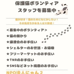 保護猫ボランティア メンバー募集