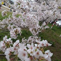 ４月１８日　桜まつり【限定５人】
