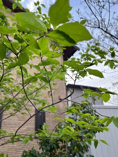ツリバナ　株立ち　鉢植え
