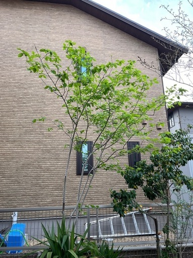 ツリバナ　株立ち　鉢植え