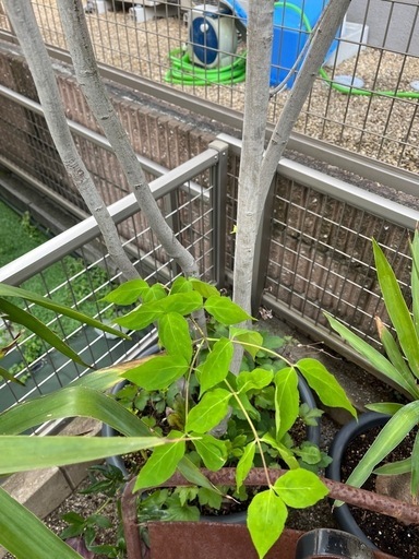 ツリバナ　株立ち　鉢植え