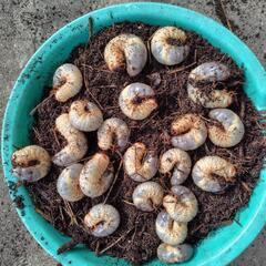 カブトムシの幼虫を1匹50円で販売致します。