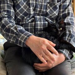 🐱去勢手術済み・右耳カットあり🐱1才の男の子 - 横浜市