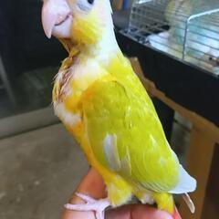 ウロコインコ 大特価 サンチーク - ペット