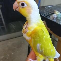 ウロコインコ 大特価 サンチーク - 春日部市