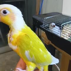 ウロコインコ 大特価 サンチークの画像