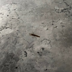 ダイニングセットの画像