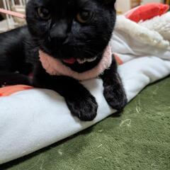 里親募集　黒猫　女の子　 - 猫
