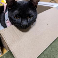 里親募集　黒猫　女の子　 − 静岡県