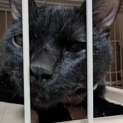 里親募集　黒猫　女の子　 - 周智郡