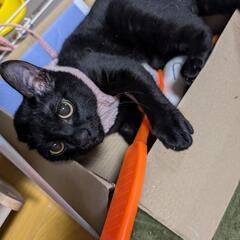 里親募集　黒猫　女の子　 - 里親募集