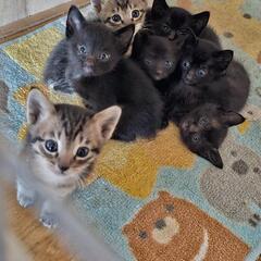 お問い合わせ多数により、一旦受付停止します。１ヶ月　子猫