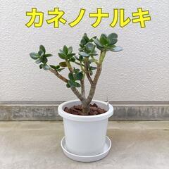 カネノナルキの中古が安い！激安で譲ります・無料であげます