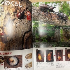 カブトムシ図鑑の画像
