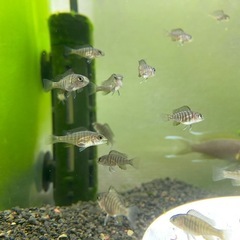 アフリカンシクリッド幼魚1匹
