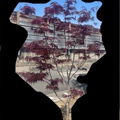ノムラモミジ
