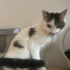 ちょび髭模様がチャームポイントの生後8カ月の男の子 − 群馬県