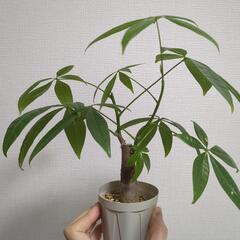 ❎️お取引中❎️観葉植物　詰め合わせ　
