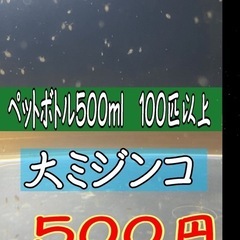 オオミジンコ　