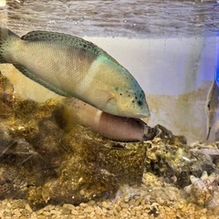 東京都の海水魚の中古が安い！激安で譲ります・無料であげます