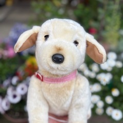 ＜募集中＞ぬいぐるみ　犬　おもちゃ