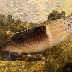 東京都世田谷区受け渡し　 カンムリベラ小サイズ　海水魚熱帯魚　