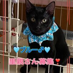 【保護猫の里親募集】ブルーくん　黒オス