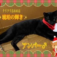 お話中【保護猫の里親募集】アンバーちゃん　黒メス