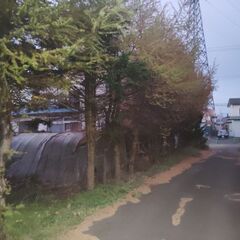 庭木の伐採　お任せください。