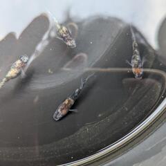 めだか　三色ラメ幹之サファイア系　有精卵20+αの画像