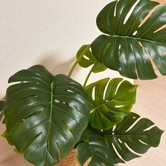 モンステラ　フェイクグリーンの画像