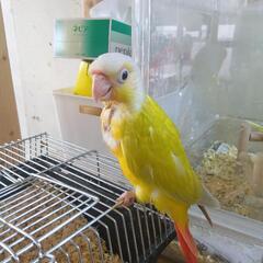 ウロコインコ 大特価 サンチーク - 地元のお店