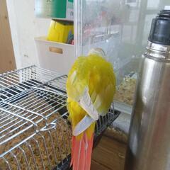 ウロコインコ 大特価 サンチーク − 埼玉県