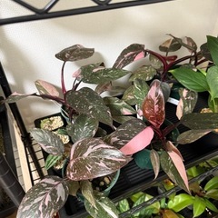 植物 フィロデンドロン ピンクプリンセス マーブルギャラクシー